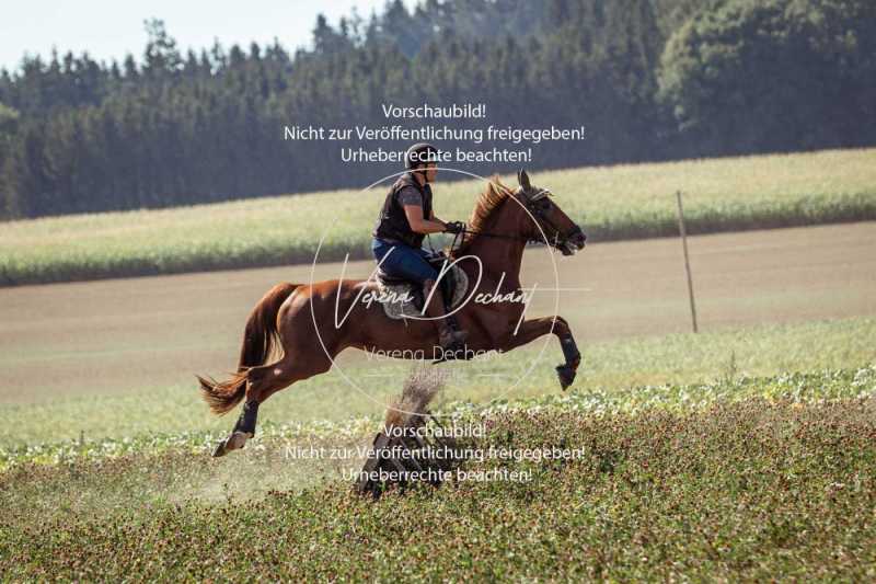 Schleppjagdtraining-176