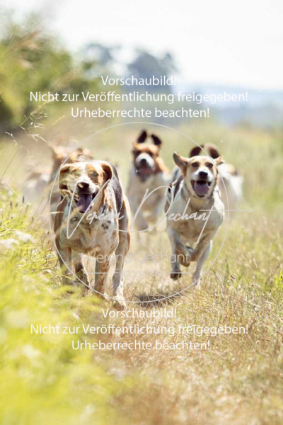 Schleppjagdtraining_GRIV_2024-742